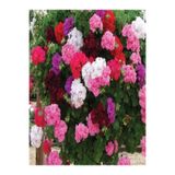 Gardenbox Sardunya Çiçeği Fidanı, 30 Adet, Karışık Renk, 10-25cm Tüplü, Geranium Flower