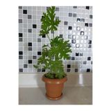 Gardenbox Sardunya Itır Çiçeği, Terracotta Saksı, Yeşil