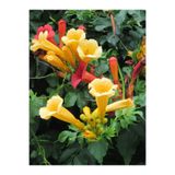 Gardenbox Sarı Acem Borusu Çiçeği Fidanı, 40-60 cm, Saksılı, Campsis Grandiflora