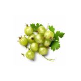 Gardenbox Sarı Bektaşi Üzüm Fidanı, 50 cm, Tüplü Fidan