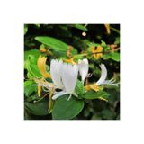 Gardenbox Sarı Beyaz Hanımeli Çiçeği Fidanı, 90-120cm, Saksılı, Lonicera