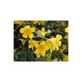 Gardenbox Sarı Çiçekli Kokulu Yasemin, 50-100 cm, Dış Mekan Bitkileri, Jasminum Fruticans