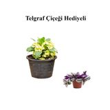 Gardenbox Sarı Çiçekli Milli Dikenler Tacı Kaktüs, Telgraf Hediyeli