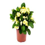 Gardenbox Sarı Dikenler Tacı Çiçeği, 10-20 cm Tüplü Çiçekli Bodur Bitkiler, Yellow Euphorbia
