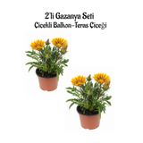 Gardenbox Sarı Gazanya Çiçeği, 2 Adet Saksılı, 10-20 cm, Bahçe Balkon Çiçeği