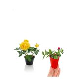 Gardenbox Sarı Gül Fidanı + Buz Çiçeği Fidanı Seti, 15-25 cm, Saksılı, Çok Renkli