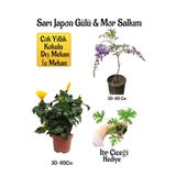 Gardenbox Sarı Japon Gülü Çiçeği, Mor Salkım Ağacı Fidanı, Buz Çiçeği Hediyeli Peyzaj Seti, Çok Renkli, 30-60 cm
