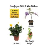 Gardenbox Sarı Japon Gülü Çiçeği, Mor Salkım Ağacı Fidanı, Itır Çiçeği Hediyeli Peyzaj Seti, Çok Renkli