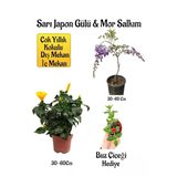 Gardenbox Sarı Japon Gülü Çiçeği, Mor Salkım Ağacı Fidanı, Itır Çiçeği Hediyeli Peyzaj Seti, Çok Renkli
