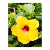Gardenbox Sarı Japon Gülü Hibiscus Rose, Sarı Çiçekli, 40-60 cm, Saksılı Bahçe Bitkisi