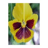 Gardenbox Sarı Kahverengi Hercail Menekşe Fidanı, 30'lu Set, 5-15 cm Tüplü, Viola