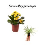 Gardenbox Sarı Kalanchoe Çiçeği, Saksı Bitkisi, Hediyelik Kurdele Çiçeği