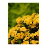 Gardenbox Sarı Kalanşo (Emel Hanım) Çiçeği, 10-20 cm Saksılı Çiçekli Bodur Bitki, Kalanchoe