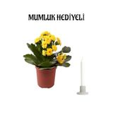 Gardenbox Sarı Kalanşo (Kalanchoe) Çiçeği, Mumluk Hediyeli