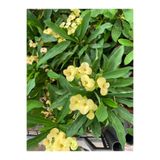 Gardenbox Sarı Renk Dikenler Tacı Çiçeği Saksılı 15-30 cm, Yellow Euphorbia milii