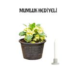 Gardenbox Sarı Renk Milli Dikenler Tacı Çiçeği, Mumluk Hediyeli, İç Mekan Bitki