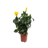 Gardenbox Sarı Renkli Japon Gülü, 20-30 cm, 1 Adet Saksılı Dış Mekan Bitkisi