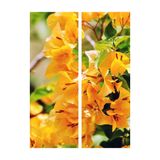 Gardenbox Sarı Sarıcılı Begonvil Çiçeği Fidanı, 40-80 cm, Saksılı, Dış Mekan Ağaçları