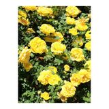 Gardenbox Sarı Sarmaşık Gül Fidanı, Kokulu, 90-140 cm, 1 Adet Tüplü Aşılı Gül