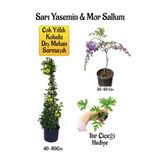 Gardenbox Sarı Yasemin Çiçeği, Mor Salkım Ağacı Fidanı, İtır Çiçeği Hediyeli Peyzaj Seti