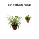 Gardenbox Sarı Yeşil Yapraklı Kurdele Çiçeği, Sarı Milli Kaktüs Hediyeli
