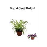 Gardenbox Sarı Yeşil Yapraklı Kurdele Çiçeği, Telgraf Hediyeli