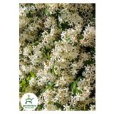 Gardenbox Sarılıcı Arap Yasemin Çiçeği 1 ADET Saksılı/Tüplü 30-60Cm Bahçe Çiçeği