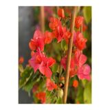 Gardenbox Sarmaşık Begonvil Çiçeği, Mercan Rengi, 40-50 cm, 1 Adet Saksılı Çiçekli Bitki