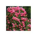 Gardenbox Sarmaşık Gül Fidanı, Açık Pembe, 90-140 cm, 1 Adet Tüplü Aşılı Gül