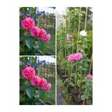 Gardenbox Sarmaşık Mis Kokulu Pembe Gül Fidanı, 3 Adet Saksılı, 40-65 cm, Climbing Pink Rose
