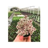 Gardenbox Sedum Tricolor 3 Renkli Sukulent 5.5 Cm Saksıda