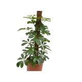 Gardenbox Şeflera 2li, Yeşil Yapraklı Beşparmak Çiçeği, Canlı İç Mekan Bitkisi