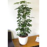 Gardenbox Şeflera Bitkisi, İç Mekan Bitkileri, Yeşil
