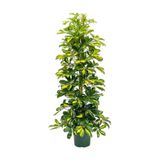 Gardenbox Şeflera-Schefflera Arboricola Gold Capella 2 Dallı, 90-110 cm, Canlı İç Mekan Bitkisi