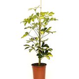 Gardenbox Şeflera Tek Gövdeli, 50-70cm, İç Mekan Bitkisi