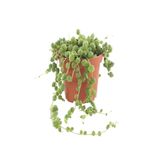 Gardenbox Senecio Rowleyanus Tespih Çiçeği, 5-15cm, Saksılı İç Mekan Bitkisi