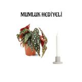 Gardenbox Sevgililer Gününe Özel Hediyelik Çilli Begonya Çiçeği, Mumluk Hediyeli, İç Mekan Bitki