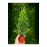 Gardenbox Smaragd Batı Mazısı Fidanı, Thuja Occidentalis Smaragd, 30-40 cm