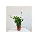 Gardenbox Spatifilyum Barış Çiçeği Spathiphyllum Bellini, 10 cm Saksı, 25-30 cm Yükseklik