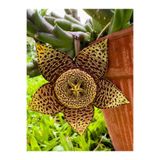 Gardenbox Stapelia Variegata Leş Kaktüs Çiçeği Fidanı, 10-20 cm, Saksılı, Bodur Bitkiler