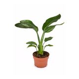 Gardenbox Starliçe Beyaz Cennet Kuşu Çiçeği, Turna Gagası, Mini Boy, İç Mekan Bitkileri