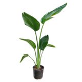 Gardenbox Starliçe Beyaz Cennet Kuşu İç Mekan Bitkisi, 60-80 cm