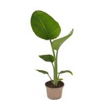 Gardenbox Starliçe-Cennet Çiçeği Fidanı, Saksılı, 10-20cm, İç Mekan Bitkisi