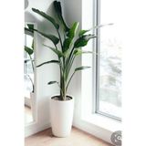 Gardenbox Strelitzia Starliçe 90-120 cm Boyunda Tek Gövdeli İç Mekan Bitkisi