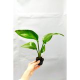 Gardenbox Strelitzia 'Starliçe' Beyaz Cennet Kuşu Çiçeği, İç Mekan Bitkisi, 35 cm