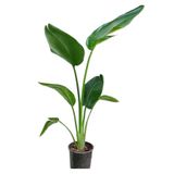 Gardenbox Strelitzia Starliçe Cennet Kuşu Bitkisi, 40-50cm, Tek Gövde, İç Mekan Bitkisi