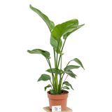 Gardenbox Strelitzia Starliçe Cennet Kuşu Bitkisi, 60-80 CM, Tek Gövde, İç Mekan Bitkisi