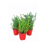 Gardenbox Sukulent Prenses Çamı 3 Adet, 5,5 cm Saksıda, Crassula Muscosa, Kokulu Çiçek Açar