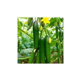 Gardenbox Süper Paket 100 Adet İtalyan Sırık Salatalık Tohumu