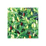 Gardenbox Süs Biberi Tohumu, 5 gr, Bol Verimli